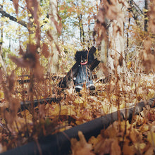 Load image into Gallery viewer, Golliwog (2LP)